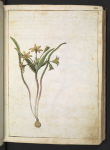 Een plant met gele bloemen, uit "Schilderijen van Flora van de Romeinse Staten" door Gherardo Cibo door Gherardo Cibo