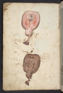 Schilderijen van flora van de Romeinse staten, c.1564-84 door Gherardo Cibo