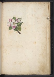 Add MS 22333 f61r, Bloesem, uit 