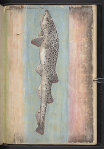 Add MS 22333 f.66r, Vis, uit 