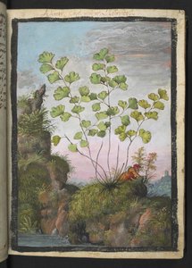Adiantum capillus-veneris, uit "Schilderijen van Flora van de Romeinse Staten" door Gherardo Cibo