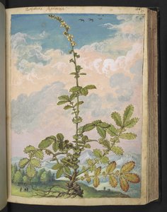 Agrimonia eupatoria, uit "Schilderijen van Flora van de Romeinse Staten" door Gherardo Cibo, Add MS 22333, f087r, c.1564-84