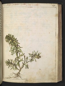 Ajuga chamaepitys: Een plant met groene bladeren en gele bloemen, uit "Schilderijen van Flora van de Romeinse Staten" door Gherardo Cibo door Gherardo Cibo