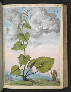 Alliaria petiolata: Een hoge plant met witte bloemblaadjes, uit "Schilderijen van Flora van de Romeinse Staten" door Gherardo Cibo