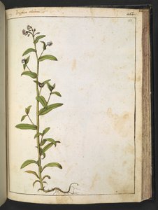 Buglossa, Anchusa azurea (Loddon Royalist), uit "Schilderijen van Flora van de Romeinse Staten" door Gherardo Cibo