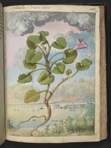 Calystegia soldanella, uit "Schilderijen van Flora van de Romeinse Staten" door Gherardo Cibo
