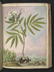 Cardamine heptaphylla, uit "Schilderijen van Flora van de Romeinse Staten" door Gherardo Cibo door Gherardo Cibo