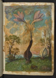 Colchicum autumnale, uit 