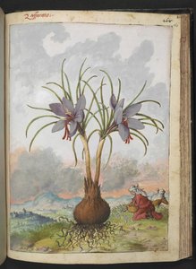 Crocus sativus (Saffraan), uit "Schilderijen van Flora van de Romeinse Staten" door Gherardo Cibo door Gherardo Cibo