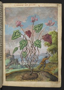 Cyclamen hederifolium, uit "Schilderijen van Flora van de Romeinse Staten" door Gherardo Cibo door Gherardo Cibo