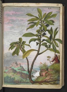 Daphne laureola, uit "Schilderijen van Flora van de Romeinse Staten" door Gherardo Cibo, Add MS 22333, f037r, c.1564-84