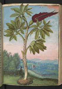 Dracunculus vulgaris, uit "Schilderijen van Flora van de Romeinse Staten" door Gherardo Cibo