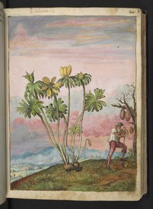 Eranthis hyemalis, uit "Schilderijen van Flora van de Romeinse Staten" door Gherardo Cibo, Add MS 22333, f038r, c.1564-84 door Gherardo Cibo