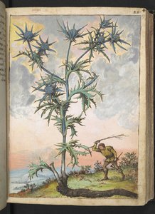 Eryngium maritimum, uit "Schilderijen van Flora van de Romeinse Staten" door Gherardo Cibo door Gherardo Cibo