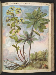 Euphorbia amygdaloises of Euphorbia characias, uit "Schilderijen van Flora van de Romeinse Staten" door Gherardo Cibo, Add MS 22333, f154r, c.1564-84