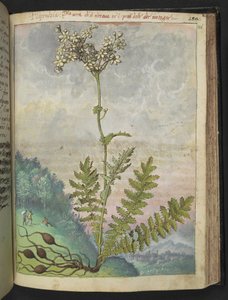 Filipendula vulgari, uit "Schilderijen van Flora van de Romeinse Staten" door Gherardo Cibo door Gherardo Cibo