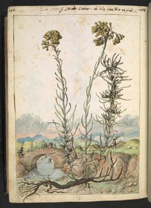 Helichrysum italicum: een plant met gele knoppen, uit "Schilderijen van Flora van de Romeinse Staten" door Gherardo Cibo door Gherardo Cibo