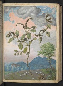 Heliotropium europeanum, uit "Schilderijen van Flora van de Romeinse Staten" door Gherardo Cibo, Add MS 22333, f044r, c.1564-84