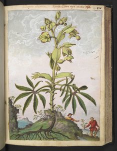 Helleborus foetidus, uit "Schilderijen van Flora van de Romeinse Staten" door Gherardo Cibo
