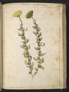 Hennep agrimonie (van het geslacht Eupatorium), mogelijk Kidney Vetch, uit "Schilderijen van Flora van de Romeinse Staten" door Gherardo Cibo, Add MS 22333, f166r, c.1564-84