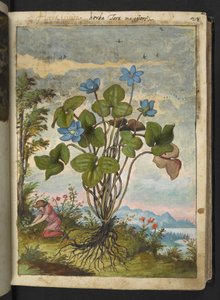 Hepatica nobilis: een plant met blauwe bloemblaadjes en een persoon die graaft of stekken neemt, uit "Schilderijen van Flora van de Romeinse Staten" door Gherardo Cibo door Gherardo Cibo