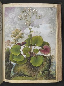 Herba rora: plant met witte bloemblaadjes, uit "Schilderijen van Flora van de Romeinse Staten" door Gherardo Cibo
