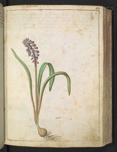Hyacinthus, uit "Schilderijen van Flora van de Romeinse Staten" door Gherardo Cibo, Add MS 22333, f060r, c.1564-84 door Gherardo Cibo