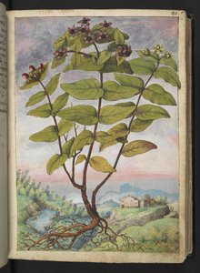 Hypericum hircinum, uit "Schilderijen van Flora van de Romeinse Staten" door Gherardo Cibo