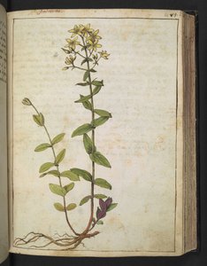 Hypericum perfoliatum, uit "Schilderijen van Flora van de Romeinse Staten" door Gherardo Cibo