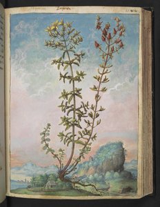Hypericum perforatum, uit "Schilderijen van Flora van de Romeinse Staten" door Gherardo Cibo