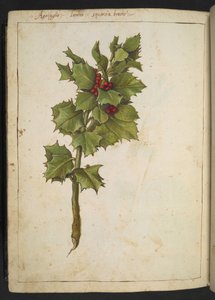 Ilex aquifolium (Hulst), uit "Schilderijen van Flora van de Romeinse Staten" door Gherardo Cibo, Add MS 22333, f182v, c.1564-84