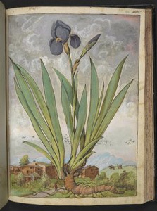 Iris germanica, uit 
