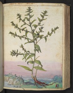 Lithospermum officinale, uit "Schilderijen van Flora van de Romeinse Staten" door Gherardo Cibo