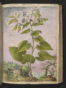 Lunaria redivivia, uit 