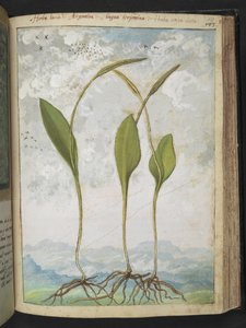 Ophioglossum vulgatum, uit "Schilderijen van Flora van de Romeinse Staten" door Gherardo Cibo, Add MS 22333, f137r, c.1564-84