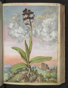 Orchis serapias, uit "Schilderijen van Flora van de Romeinse Staten" door Gherardo Cibo
