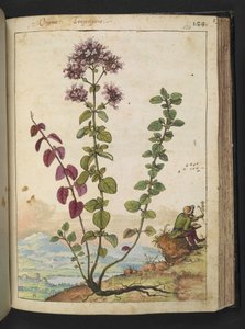 Origanum vulgare, uit 
