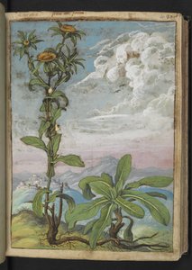 Pallenis spinosa, uit "Schilderijen van Flora van de Romeinse Staten" door Gherardo Cibo