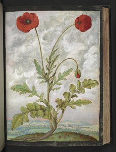 Papaver rhoeas (Klaprozen), uit "Schilderijen van Flora van de Romeinse Staten" door Gherardo Cibo door Gherardo Cibo