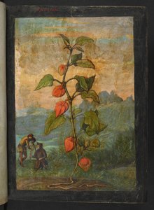 Physalis alkekengi: Een plant met rode bloemen, uit "Schilderijen van Flora van de Romeinse Staten" door Gherardo Cibo