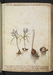 Planten tussen blauwe bloemen, uit "Schilderijen van Flora van de Romeinse Staten" door Gherardo Cibo door Gherardo Cibo