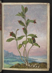 Ruscus hypoglossum: Een plant met rode bessen, uit "Schilderijen van Flora van de Romeinse Staten" door Gherardo Cibo
