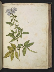 Sanicula, uit "Schilderijen van Flora van de Romeinse Staten" door Gherardo Cibo