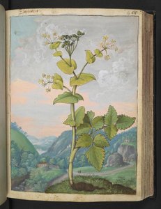 Smyrnium olusatrum, uit "Schilderijen van Flora van de Romeinse Staten" door Gherardo Cibo