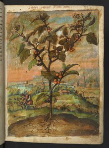 Solanum nigrum: Een plant met oranje vruchten, uit "Schilderijen van Flora van de Romeinse Staten" door Gherardo Cibo