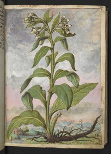 Symphytum officinale (Smeerwortel), uit "Schilderijen van Flora van de Romeinse Staten" door Gherardo Cibo