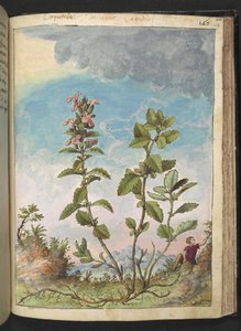 Teucrium chamaedrys (Echte Gamander), uit "Schilderijen van Flora van de Romeinse Staten" door Gherardo Cibo
