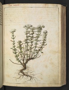 Teucrium montanum, uit "Schilderijen van Flora van de Romeinse Staten" door Gherardo Cibo door Gherardo Cibo