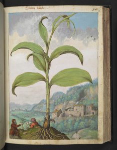 Veratrum nigrum, uit "Schilderijen van Flora van de Romeinse Staten" door Gherardo Cibo