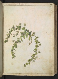 Veronica, uit "Schilderijen van Flora van de Romeinse Staten" door Gherardo Cibo door Gherardo Cibo